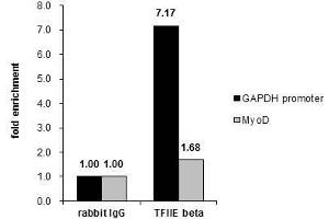 ChIP Image Cross-linked ChIP was performed with HeLa chromatin extract and 5 μg of either control rabbit IgG or anti-TFIIE beta antibody. (GTF2E2 anticorps)