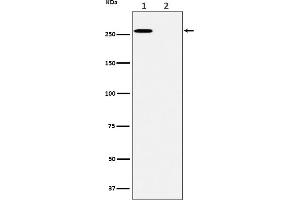 Western blot analysis of Phospho-ACC(S80) expression in (1) A431 cell lysate, (2) A431 cell treated with lambda phosphatase lysate.