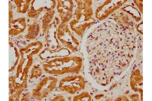 IHC image of ABIN7152970 diluted at 1:300 and staining in paraffin-embedded human kidney tissue performed on a Leica BondTM system. (FIZ1 anticorps  (AA 252-410))