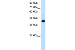 WB Suggested Anti-TCEA3 Antibody Titration:  0. (TCEA3 anticorps  (Middle Region))