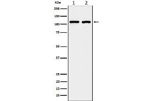 Western blot analysis of eIF3B expression in (1) A431 cell lysate, (2) 293T cell lysate.
