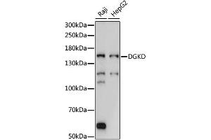 Western blot analysis of extracts of various cell lines, using DGKD antibody (ABIN6292889) at 1:1000 dilution.