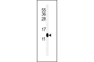 Western blot analysis of DC13 Antibody (N-term) (ABIN651108 and ABIN2840074) in mouse kidney tissue lysates (35 μg/lane). (C16orf61 anticorps  (N-Term))