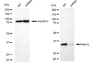 Western blotting analysis using Seh1L antibody (ABIN7800290). (Recombinant SEH1L anticorps)