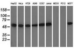 Image no. 2 for anti-Tubulin, alpha 8 (TUBA8) antibody (ABIN1501559)