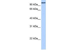 WB Suggested Anti-MICALL1 Antibody Titration:  0. (MICAL-Like 1 anticorps  (N-Term))