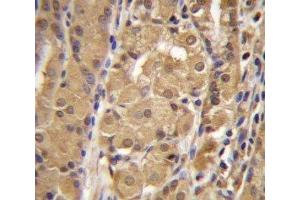 IRF9 antibody immunohistochemistry analysis in formalin fixed and paraffin embedded human stomach tissue. (IRF9 anticorps  (AA 75-104))
