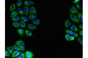 Immunofluorescent analysis of A549 cells using ABIN7151598 at dilution of 1:100 and Alexa Fluor 488-congugated AffiniPure Goat Anti-Rabbit IgG(H+L) (Embigin anticorps  (AA 285-327))