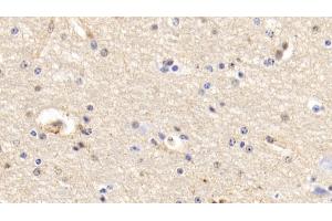 Detection of ANXA5 in Bovine Cerebrum Tissue using Polyclonal Antibody to Annexin V (ANXA5) (Annexin V anticorps  (AA 1-321))