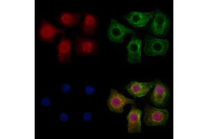 ABIN7094094 and ABIN7098138 staining HepG2 cells by IF/ICC. (BRD2 anticorps  (N-Term))