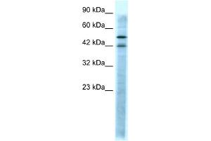 WB Suggested Anti-HTR3A Antibody Titration:  0. (Serotonin Receptor 3A anticorps  (N-Term))
