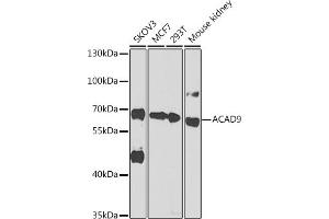 Western blot analysis of extracts of various cell lines, using  antibody  at 1:1000 dilution. (ACAD9 anticorps  (AA 1-270))
