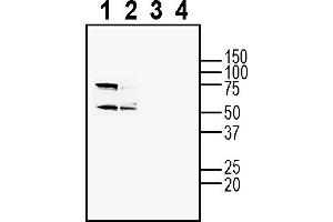 anti-Adenosine A1 Receptor (ADORA1) (AA 153-168), (Extracellular) antibody