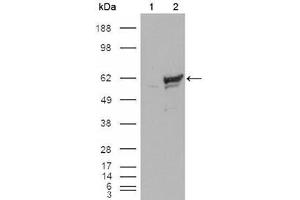 Western Blot showing CHK1 antibody used against HEK293T cells transfected with the pCMV6-ENTRY control (1) and pCMV6-ENTRY CHK1 cDNA (2).