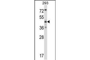 Western blot analysis in 293 cell line lysates (35ug/lane). (JNK2 anticorps  (AA 206-233))