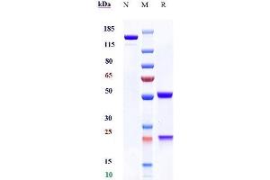 Anti - Human/Mouse CD100( Pepinemab) on SDS-PAGE under reducing (R) condition.