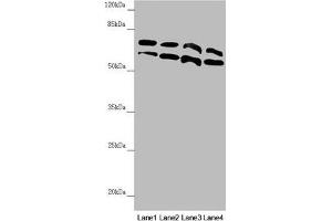 Western blot All lanes: CDC45 antibody at 0. (CDC45 anticorps  (AA 1-270))
