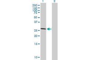 Western Blot analysis of ASB7 expression in transfected 293T cell line by ASB7 MaxPab polyclonal antibody. (ASB7 anticorps  (AA 1-274))