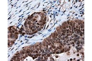 Immunohistochemistry (IHC) image for anti-Tubulin tyrosine Ligase-Like Family, Member 12 (TTLL12) antibody (ABIN1499035) (TTLL12 anticorps)