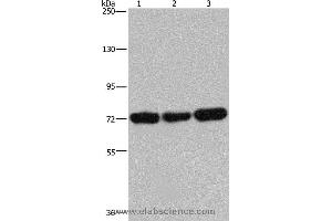 Western blot analysis of 293T, Jurkat and Hela cell, using PCK2 Polyclonal Antibody at dilution of 1:600 (PEPCK anticorps)