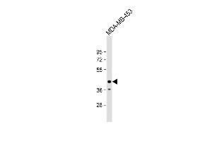 Anti-LN2L Antibody (C-term) at 1:1000 dilution + MDA-MB-453 whole cell lysate Lysates/proteins at 20 μg per lane. (LMAN2L anticorps  (C-Term))
