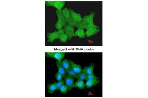 ICC/IF Image Immunofluorescence analysis of paraformaldehyde-fixed A431, using ZNF259, antibody at 1:200 dilution. (ZNF259 anticorps  (Center))