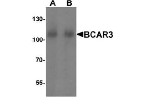Western blot analysis of BCAR3 in mouse kidney tissue lysate with BCAR3 Antibody  at A) 1 and (B) 2 μg/ml. (BCAR3 anticorps  (N-Term))