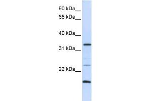 WB Suggested Anti-ARGFX Antibody Titration:  0. (ARGFX anticorps  (N-Term))