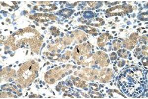 Immunohistochemical staining (Formalin-fixed paraffin-embedded sections) of human kidney with DMRT2 polyclonal antibody  at 4-8 ug/mL working concentration. (DMRT2 anticorps  (N-Term))