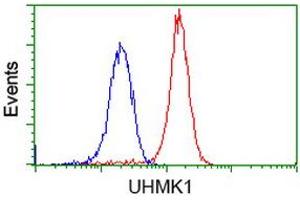 Image no. 3 for anti-U2AF Homology Motif (UHM) Kinase 1 (UHMK1) antibody (ABIN1501671) (UHMK1 anticorps)