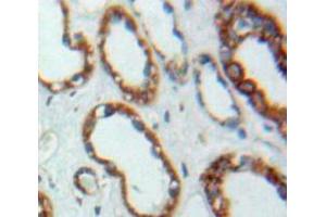 Used in DAB staining on fromalin fixed paraffin-embedded Kidney tissue (PEX2 anticorps  (AA 28-118))
