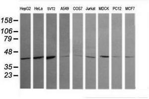 Image no. 3 for anti-Mitogen-Activated Protein Kinase 13 (MAPK13) antibody (ABIN1499956) (MAPK13 anticorps)