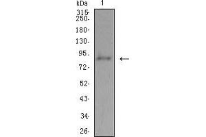 Western blot analysis using ADAMTS1 mouse mAb against Hela (1) cell lysate.