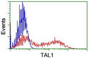 HEK293T cells transfected with either RC222628 overexpress plasmid (Red) or empty vector control plasmid (Blue) were immunostained by anti-TAL1 antibody (ABIN2455266), and then analyzed by flow cytometry. (TAL1 anticorps)
