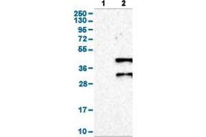 Western Blot analysis of (1) Negative control (vector only transfected HEK293T lysate), and (2) Over-expression lysate (Co-expressed with a C-terminal myc-DDK tag (~3. (DAZL anticorps  (AA 169-231))