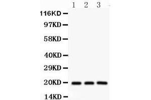 Western Blotting (WB) image for anti-serine/arginine-Rich Splicing Factor 3 (SRSF3) (AA 1-29), (N-Term) antibody (ABIN3043298) (SRSF3 anticorps  (N-Term))