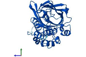 AlphaFold protein structure predicition of Mouse Recombinant Nat1 Protein, UniprotID P50294