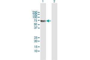 Western Blot analysis of CDC2L6 expression in transfected 293T cell line by CDC2L6 MaxPab polyclonal antibody. (CDK19 anticorps  (AA 1-502))