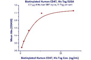 Immobilized Human SIRP alpha, Fc Tag  with a linear range of 0. (CD47 Protein (CD47) (AA 19-139) (His tag,AVI tag,Biotin))