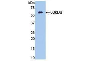 Detection of Recombinant NT5E, Rat using Monoclonal Antibody to Cluster Of Differentiation 73 (CD73) (CD73 anticorps  (AA 29-550))