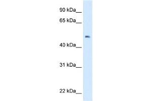 WB Suggested Anti-lab Antibody Titration:  0.