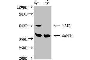 Western Blot WT: Wild-type 293 cells KO: Knockout 293 cells