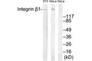 Western blot analysis of extracts from 3T3/HeLa cells, treated with H2O2 100uM 30', using Integrin beta1 (Ab-788) Antibody. (ITGB1 anticorps  (AA 749-798))