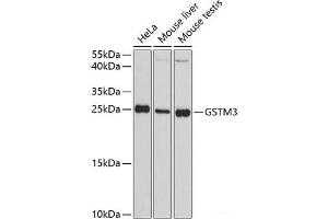 Western blot analysis of extracts of various cell lines using GSTM3 Polyclonal Antibody at dilution of 1:3000. (GSTM3 anticorps)