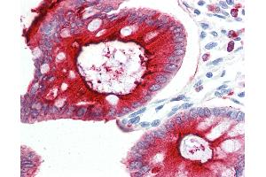 Anti-CD66acd antibody IHC of human colon. (CD66acd anticorps)