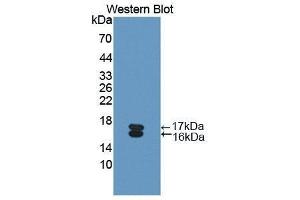 Western Blotting (WB) image for anti-Osteoglycin (OGN) (AA 180-298) antibody (ABIN1175793) (OGN anticorps  (AA 180-298))