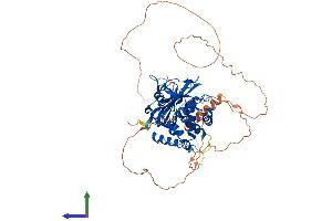 AlphaFold protein structure predicition of Human Recombinant USP2 Protein, UniprotID O75604