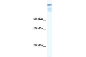 Western Blotting (WB) image for anti-Zinc Finger Protein 106 Homolog (ZFP106) antibody (ABIN2460682) (ZFP106 anticorps)