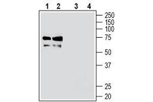 Western blot analysis of mouse brain membranes (lanes 1 and 3) and rat brain membranes (lanes 2 and 4): - 1, 2. (TMEM119 anticorps  (Extracellular))