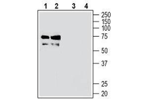 Western blot analysis of mouse brain membranes (lanes 1 and 3) and rat brain membranes (lanes 2 and 4): - 1, 2. (TMEM119 anticorps  (Extracellular, N-Term))